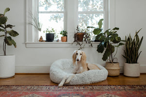 Protecting your pets from mould
