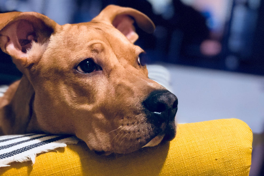 Is your dog frightened of fireworks? Ten tips for surviving bonfire night