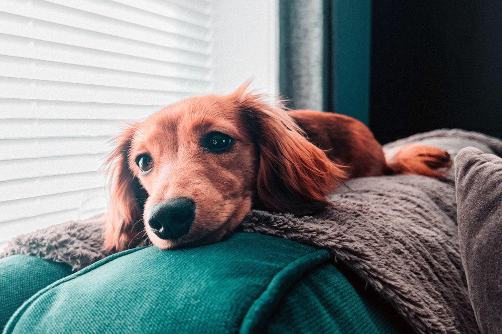 Training your puppy to be left home alone