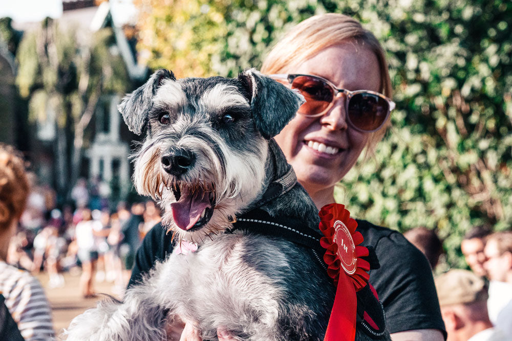 Preparing Your Dog for a Show: From Amateur to Centre Stage