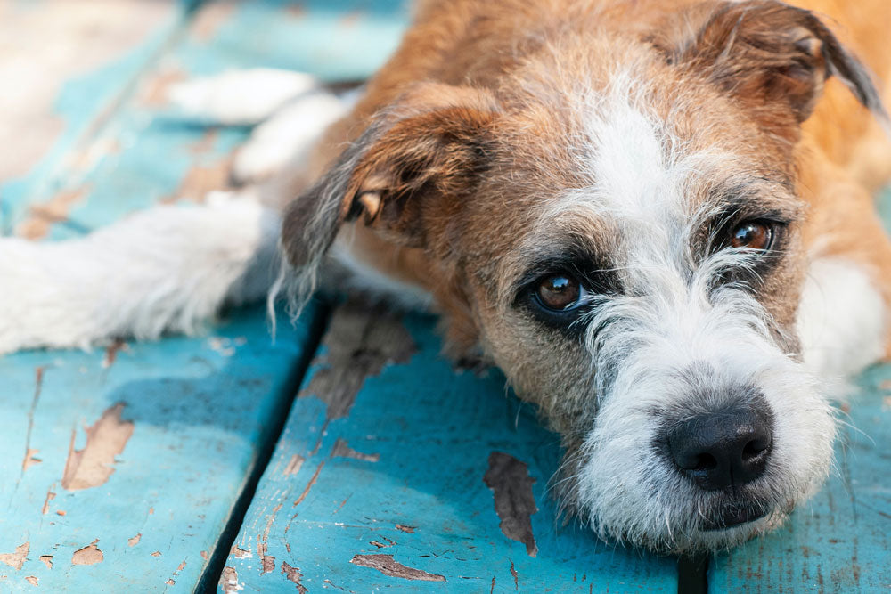 What to do about a barking dog