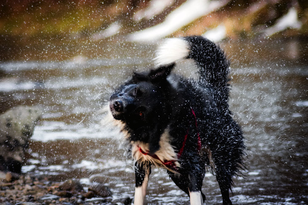 Why is my dog shaking? Causes and treatment of shaking in dogs