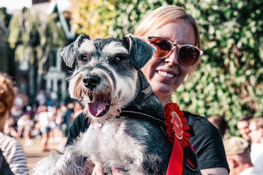 5 top tips for showing your dog