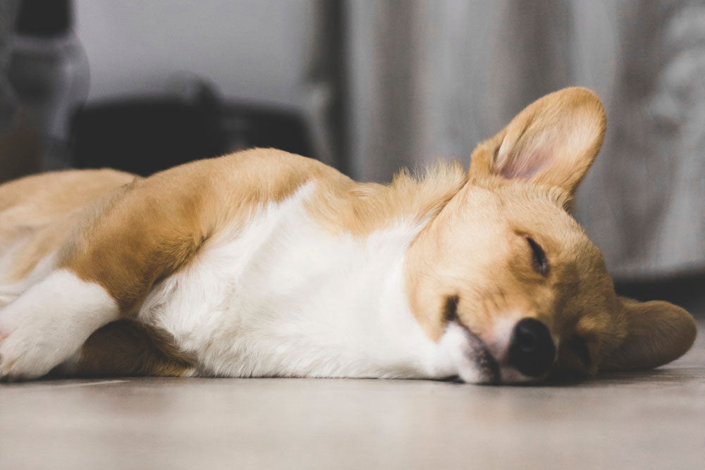 Six mistakes to avoid when getting a puppy for the first time