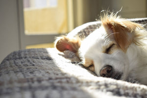 What do dogs dream about? This expert claims to know!