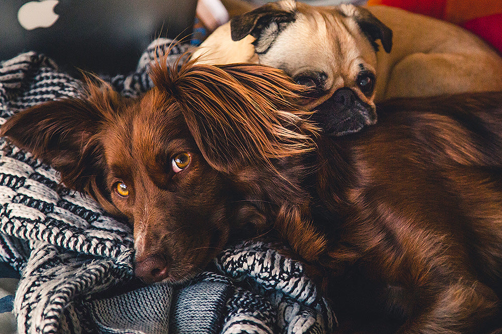 How many languages does your dog understand?