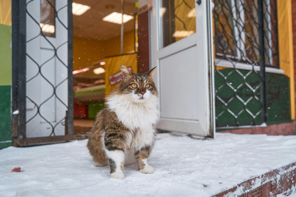 Taking care of your pets during cold weather