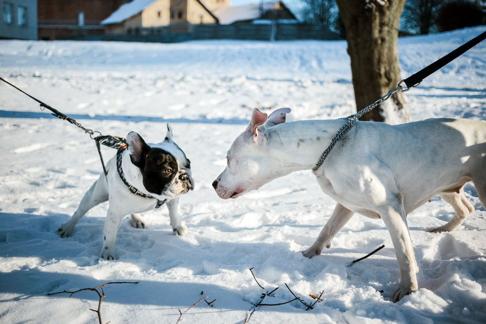 What to do if your dog is frightened of other dogs