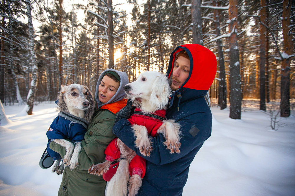Finding the right dog breed to suit your lifestyle