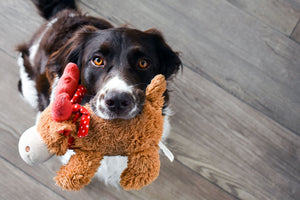 Why does your dog love squeaking their toy?