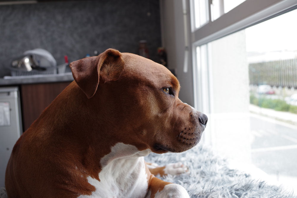 7 tips to stop your dog from howling when you leave the house