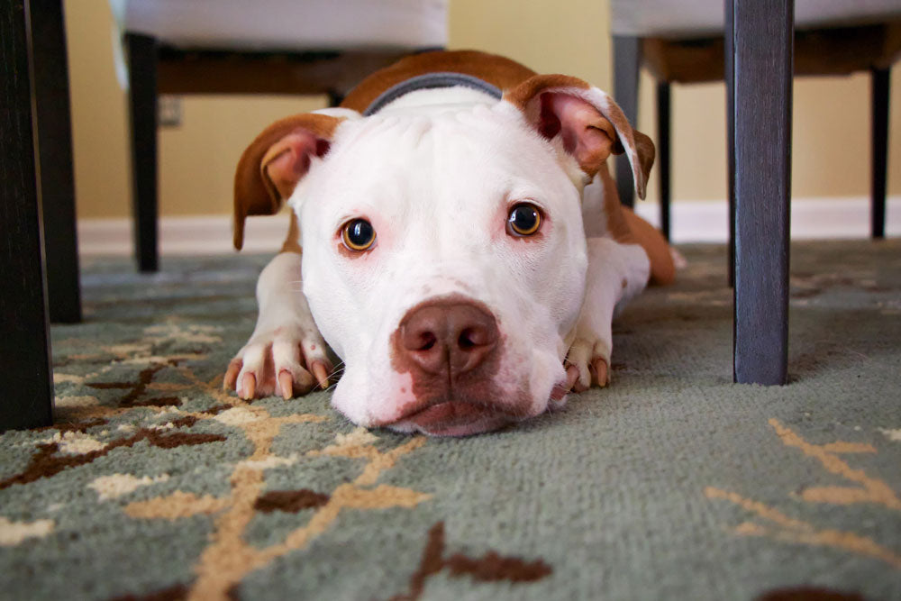 First Aid - What to do in a pet emergency