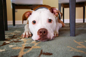 First Aid - What to do in a pet emergency