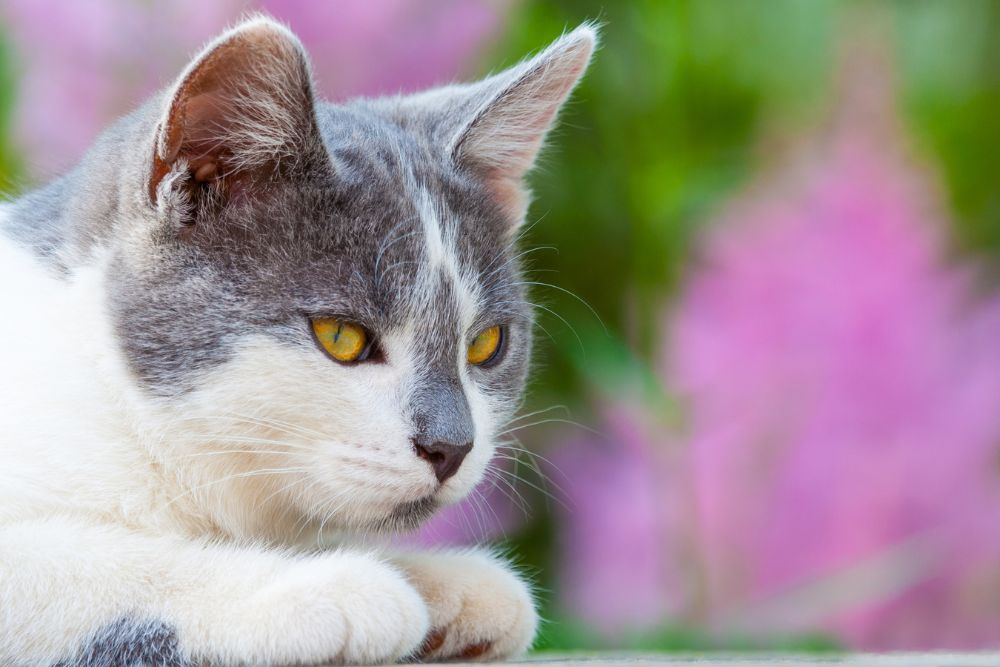 Preventing and treating fleas and ticks on your pet
