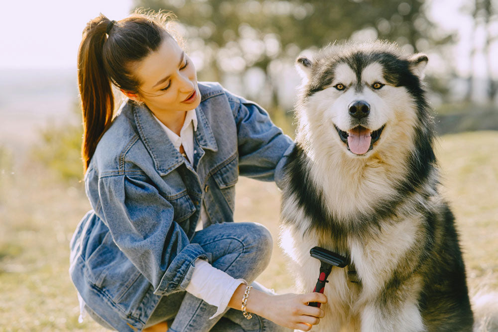 Summer dog grooming: Keeping your pup cool and comfortable