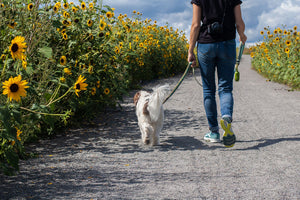 How to keep your dog happy when it’s too hot outside