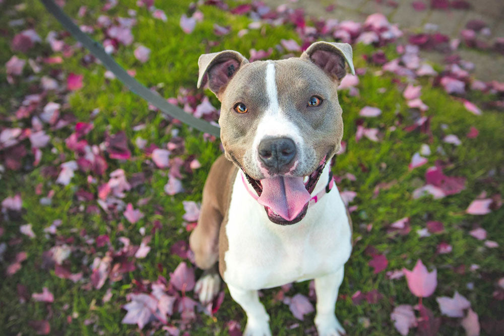 Taking care of your dog in the heat
