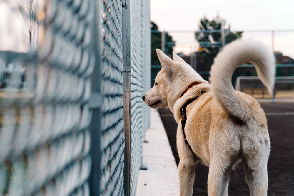 How your dog uses their tail to communicate