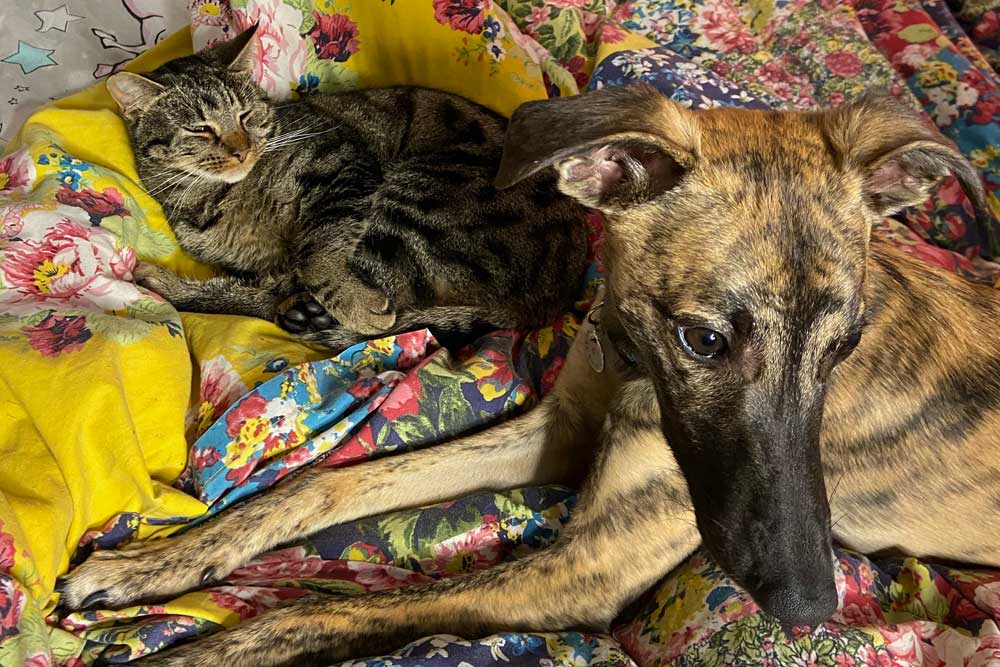 The Puppy Diaries – The Fifth Month