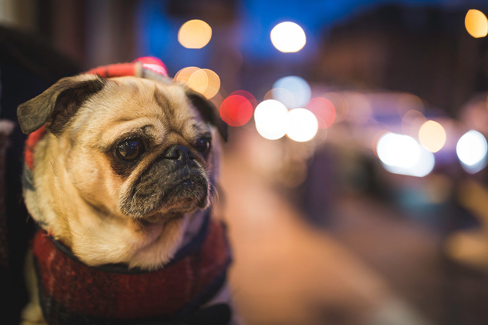 Popular dog breeds across the world in 2019