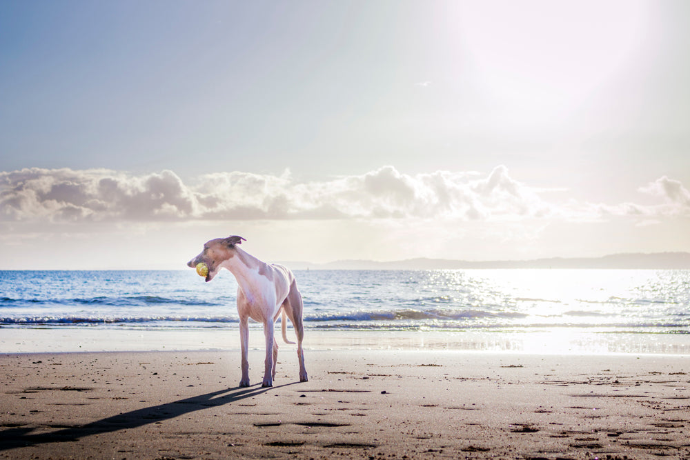 What to expect when travelling abroad with your pet and how to plan for your trip