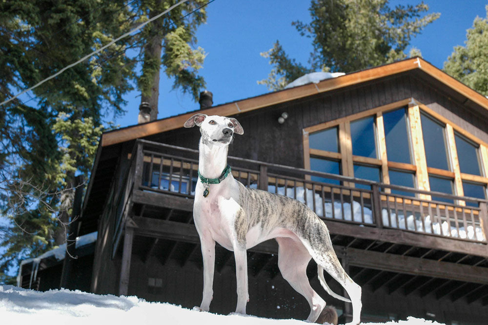 The UK’s most popular dogs in 2024
