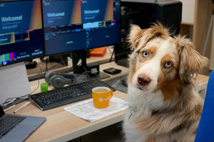 Scotland is best place for working dog owners