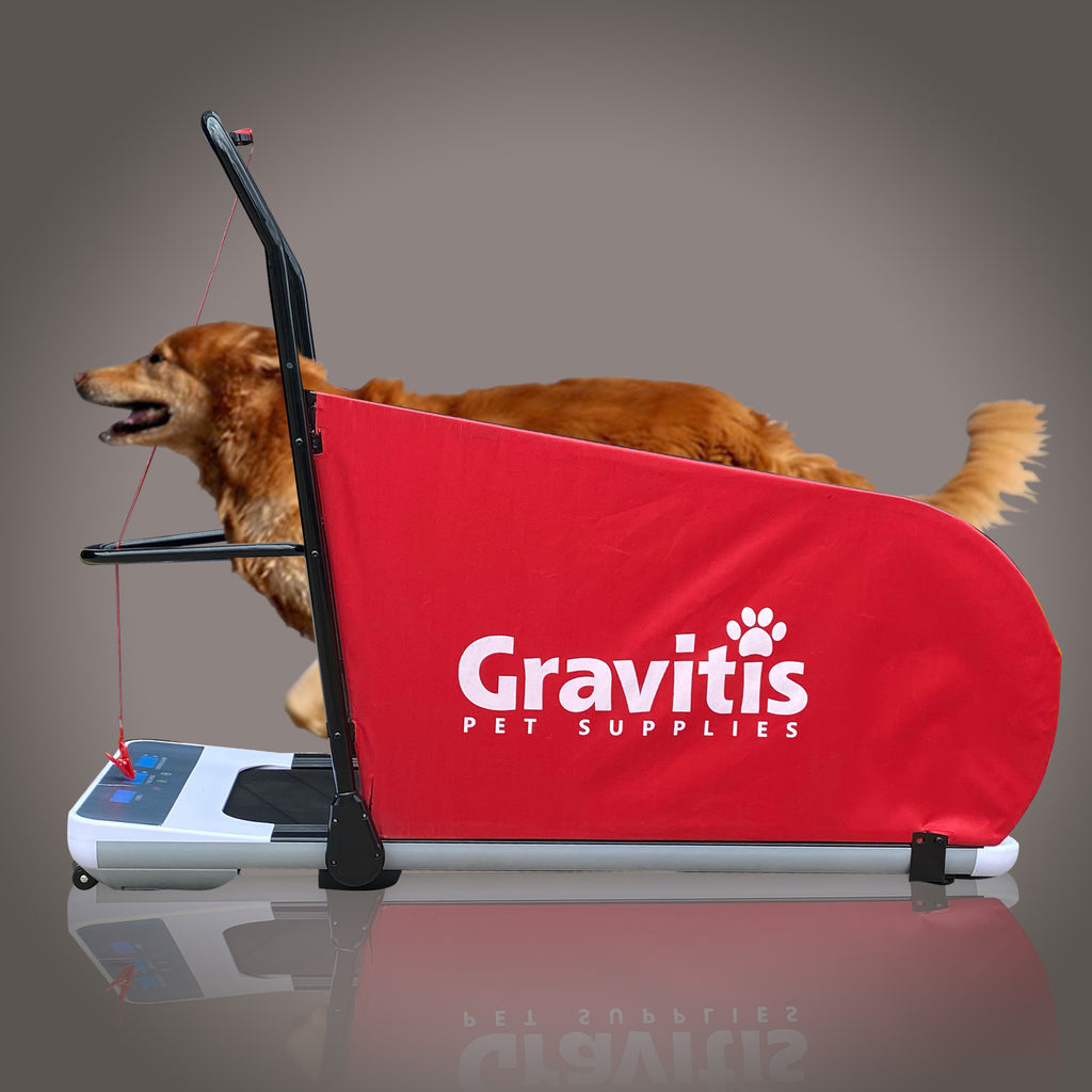 Treadmill Training For Your Dog